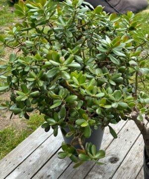 Jade Money Plant 09