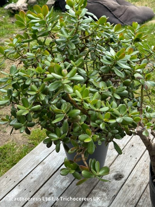 Crassula Ovata / Jade Plant / Money Plant - 55Cm - Image 6