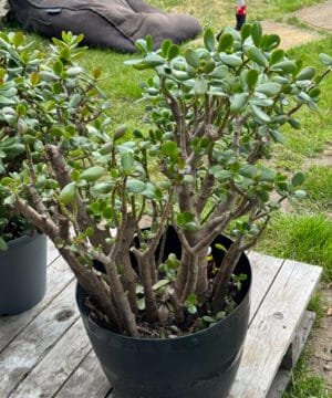 Jade Money Plant 10