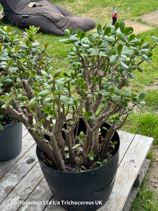 Crassula Ovata / Jade Plant / Money Plant - 55Cm - Image 7