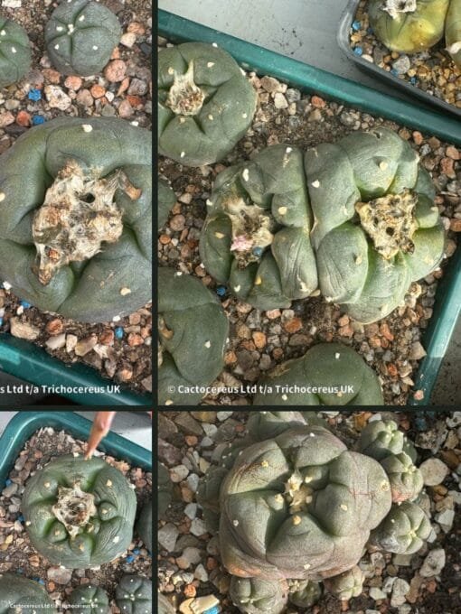 Lophophora Williamsii De-Grafts - Various Sizes