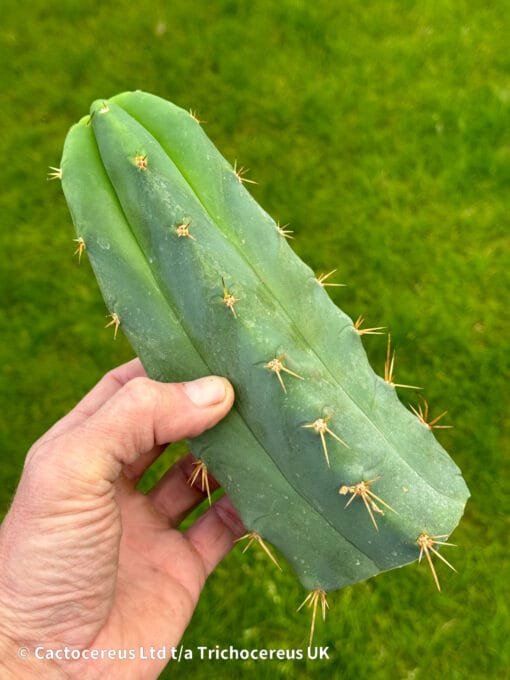 Tr. Bridgesii Bbb (Big Blue Bridge) 20Cm Tip