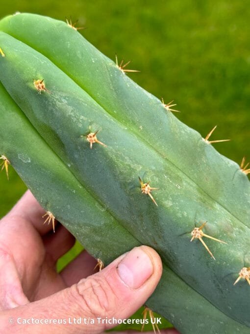 Tr. Bridgesii Bbb (Big Blue Bridge) 20Cm Tip - Image 4