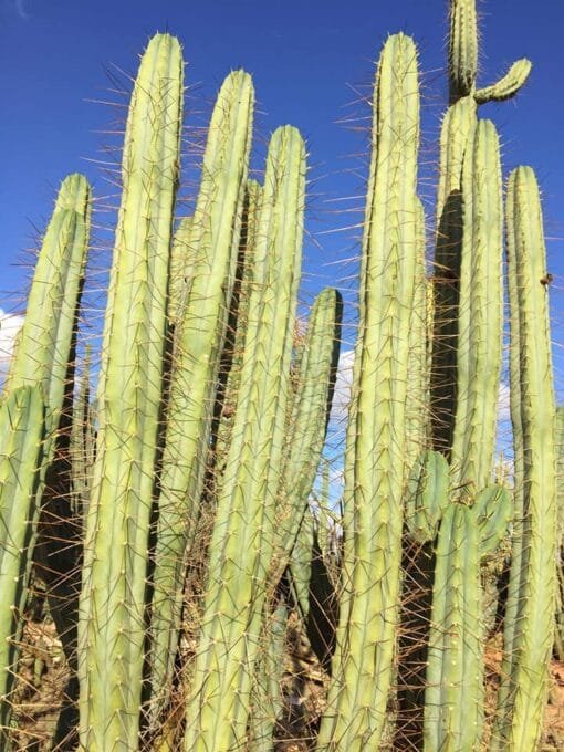 Tr. Bridgesii 'J18' Clone - Cuts - Image 2