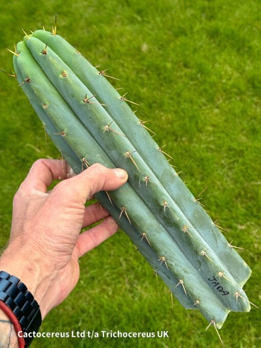 Tricho Vault - Tr. Bridgesii 'Jada' Clone