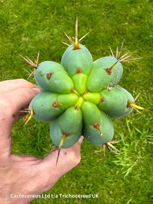 Tricho Vault - Tr. Bridgesii 'Jada' Clone - Image 3