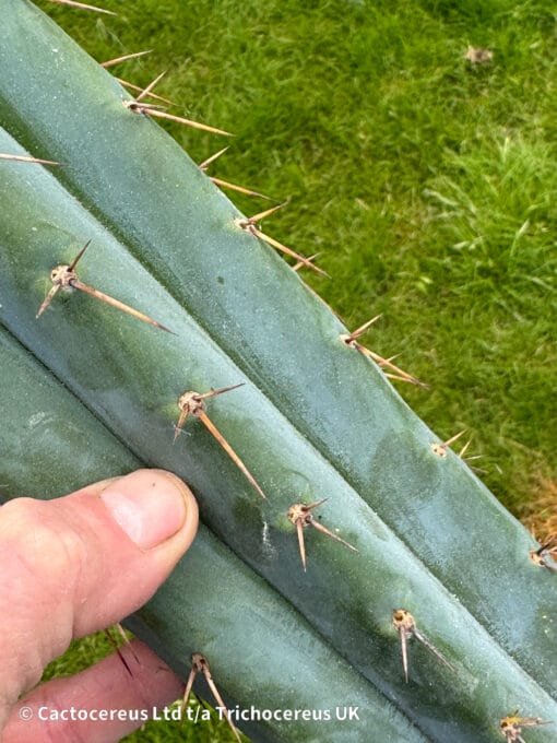 Tricho Vault - Tr. Bridgesii 'Jada' Clone - Image 4