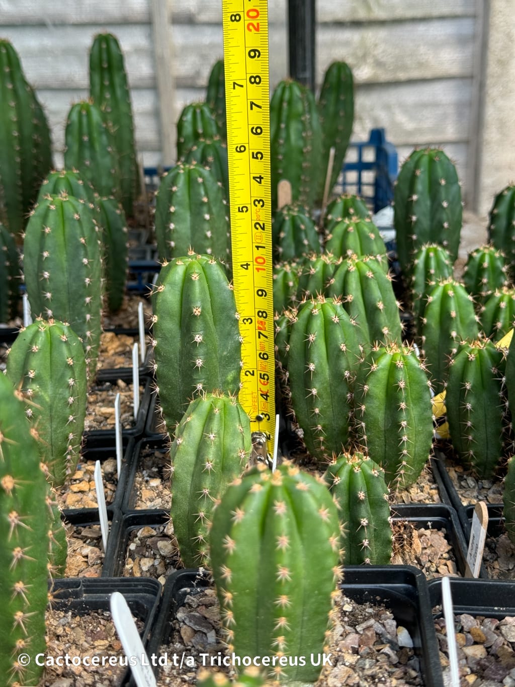 Tr. pachanoi 'Andrew the Giant' x Tr. peruvianus 'Zorro