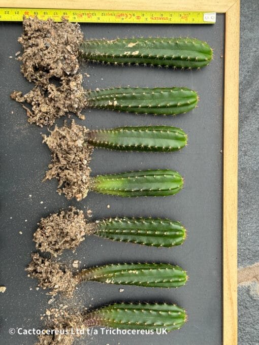 Tr. Pachanoi (San Pedro) 'Davy' Seedlings - Image 3