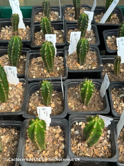 Tr. Pachanoi (San Pedro) 'Kneel' Seedlings - Image 3