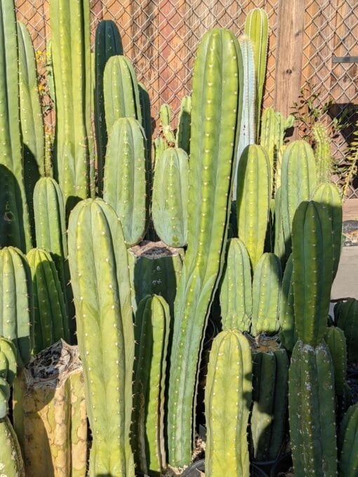 Tr. Pachanoi (San Pedro) 'Matawai' Seedlings