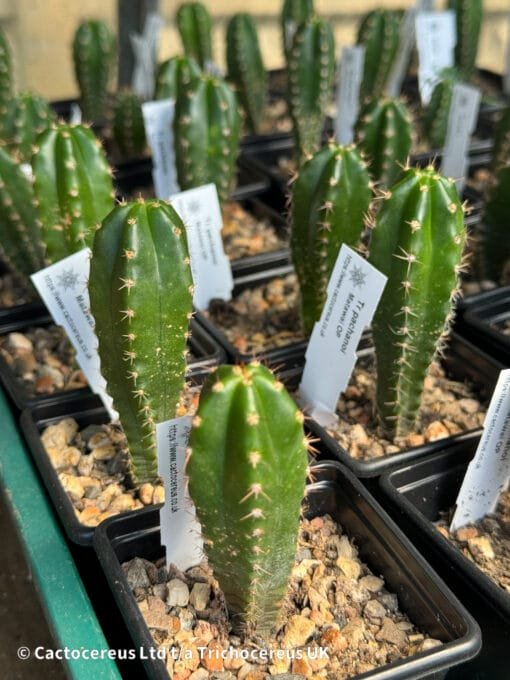 Tr. Pachanoi (San Pedro) 'Matawai' Seedlings - Image 4