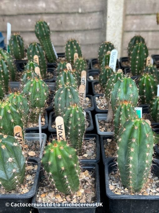 Tr. Peruvianus 'Ikaros Dna' Seedlings