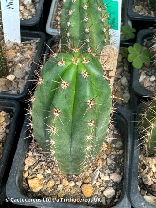 Tr. Peruvianus 'Ikaros Dna' Seedlings - Image 4