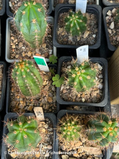 Tr. Peruvianus 'Ikaros Dna' Seedlings - Image 6