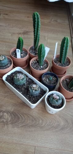 Lophophora williamsii De-grafts - Various Sizes photo review