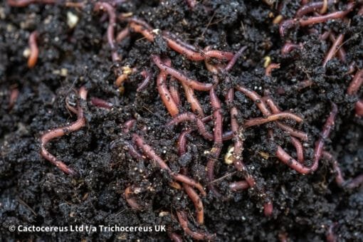 Organic Worm Castings - Worm Manure - Image 2