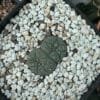 Lophophora Williamsii Double Header 1