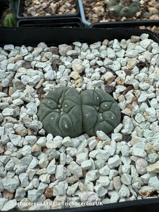 Lophophora Williamsii Double Header 2