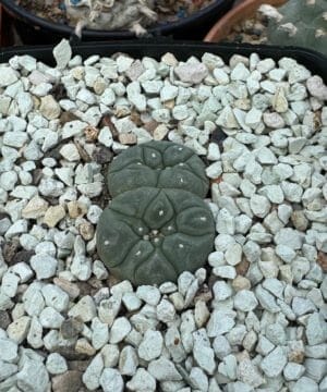 Lophophora Williamsii Double Header 3