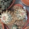 Lophophora Williamsii Duality 1