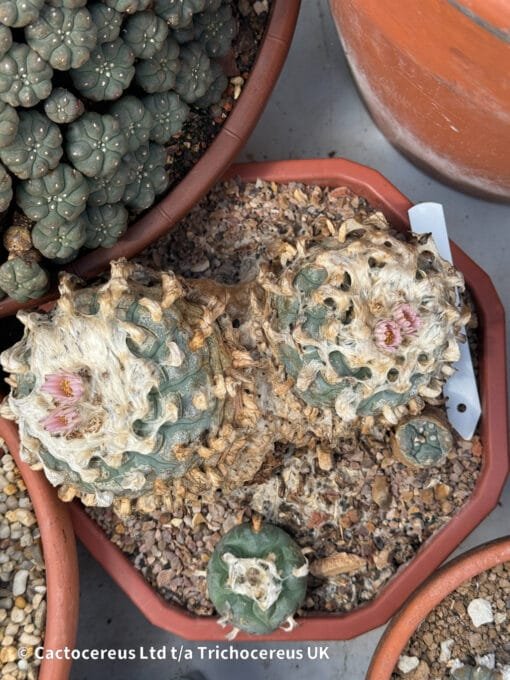 Lophophora Williamsii - Duality