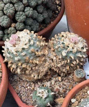 Lophophora Williamsii Duality 2