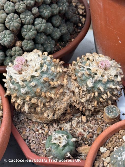 Lophophora Williamsii - Duality - Image 5