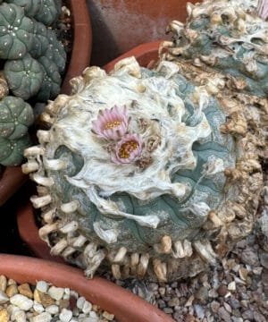 Lophophora Williamsii Duality 3