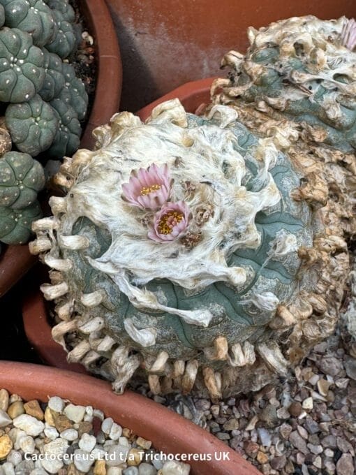 Lophophora Williamsii Duality 3