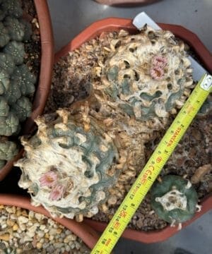 Lophophora Williamsii Duality 4