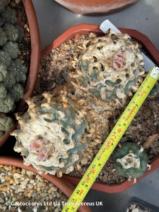 Lophophora Williamsii - Duality - Image 2