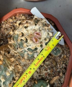 Lophophora Williamsii Duality 5