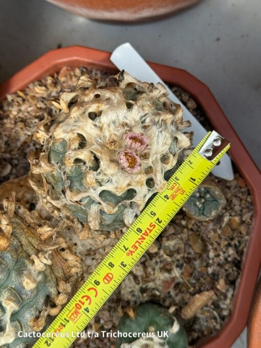 Lophophora Williamsii - Duality - Image 4