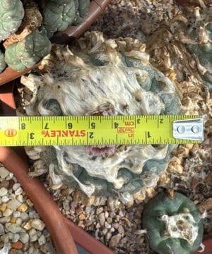 Lophophora Williamsii Duality 6