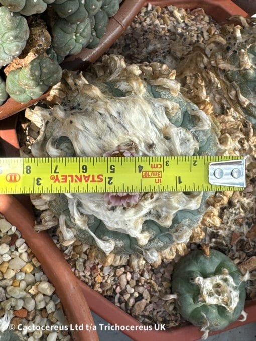 Lophophora Williamsii - Duality - Image 3