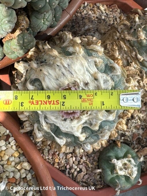 Lophophora Williamsii Duality 6