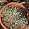 Lophophora Williamsii Trinity 1