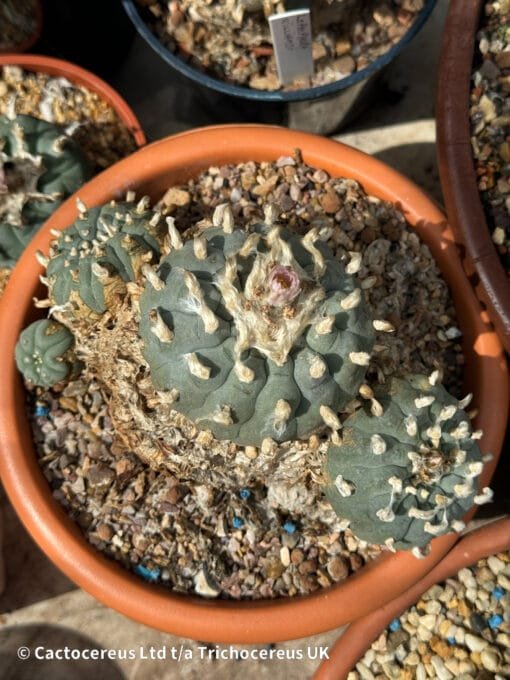 Lophophora Williamsii - Trinity - 16Cm