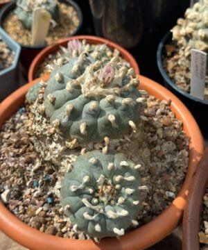 Lophophora Williamsii Trinity 2