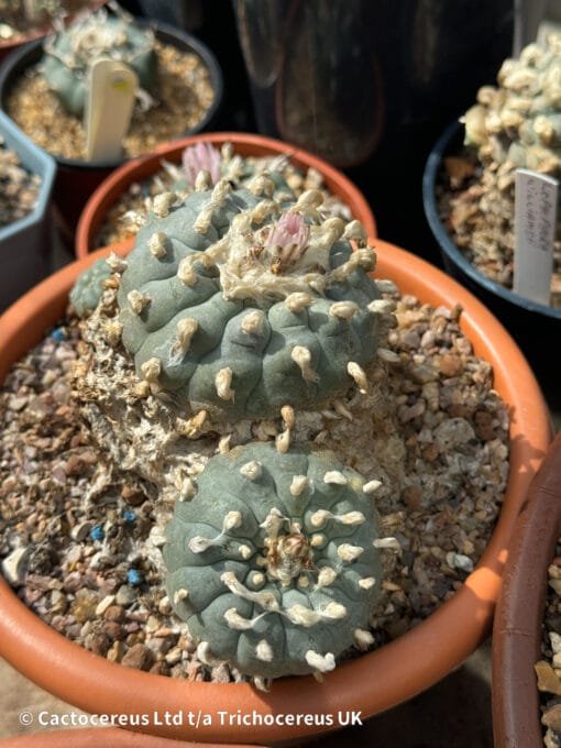 Lophophora Williamsii - Trinity - 16Cm - Image 6