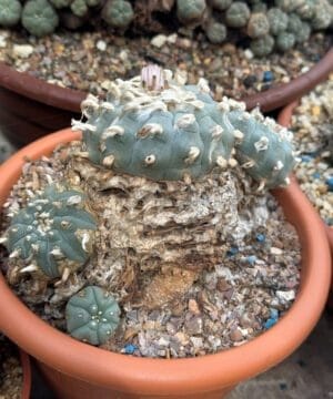 Lophophora Williamsii Trinity 3