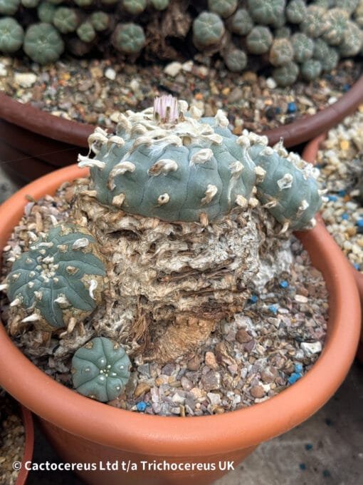 Lophophora Williamsii - Trinity - 16Cm - Image 4