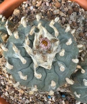 Lophophora Williamsii Trinity 4