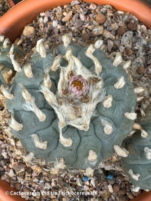 Lophophora Williamsii - Trinity - 16Cm - Image 5