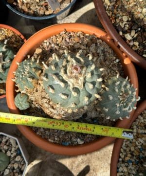 Lophophora Williamsii Trinity 5