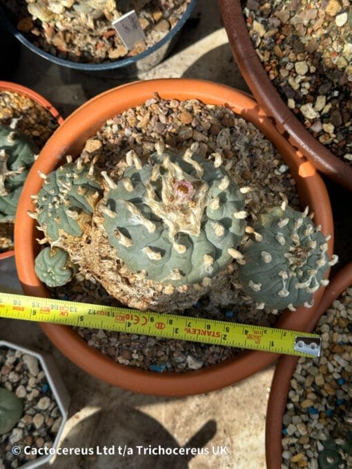 Lophophora Williamsii - Trinity - 16Cm - Image 2