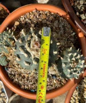 Lophophora Williamsii Trinity 6