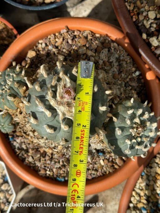 Lophophora Williamsii - Trinity - 16Cm - Image 3