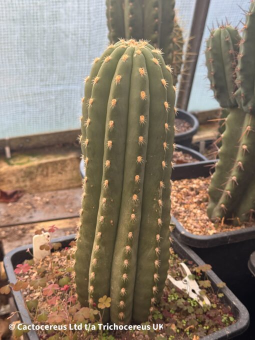 Tr. Terscheckii 'Sass' - Whole Plant